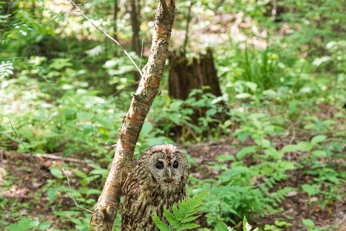 A small owl sitting on a branch in the woods photo