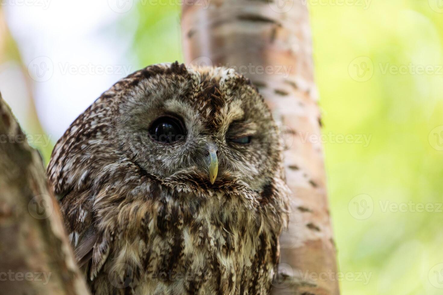 A close up of an owl sitting on a tree branch photo