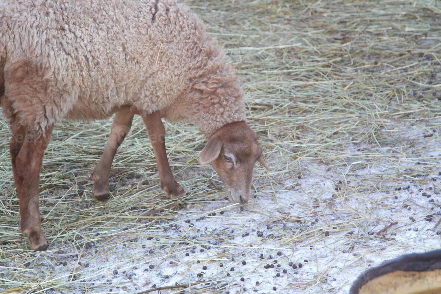 A sheep eating grass in a field photo