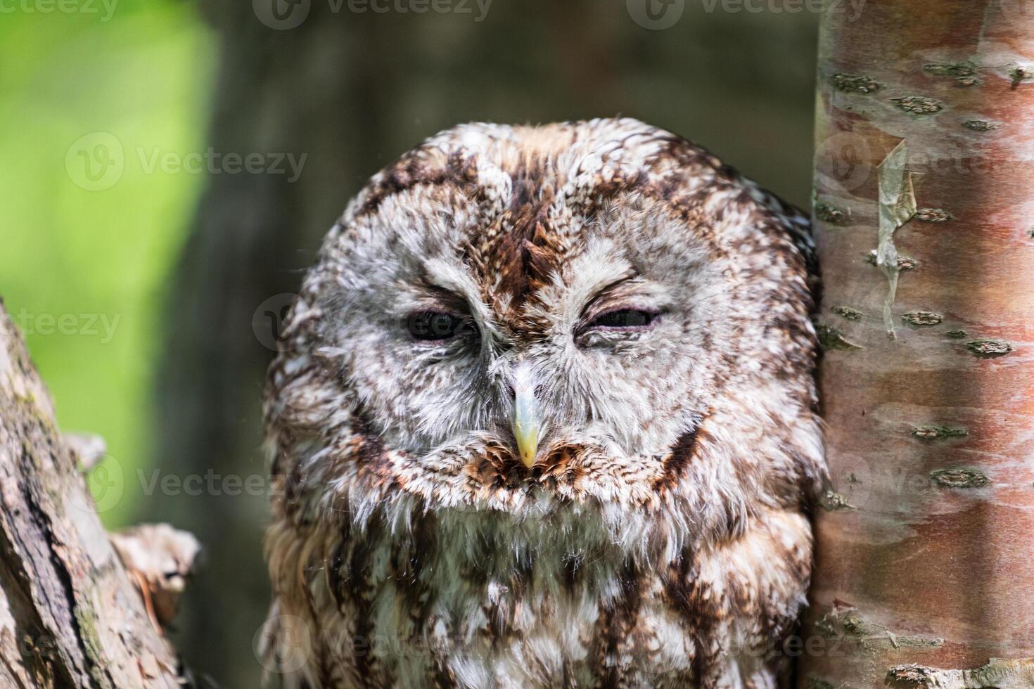 A close up of an owl sitting on a tree photo