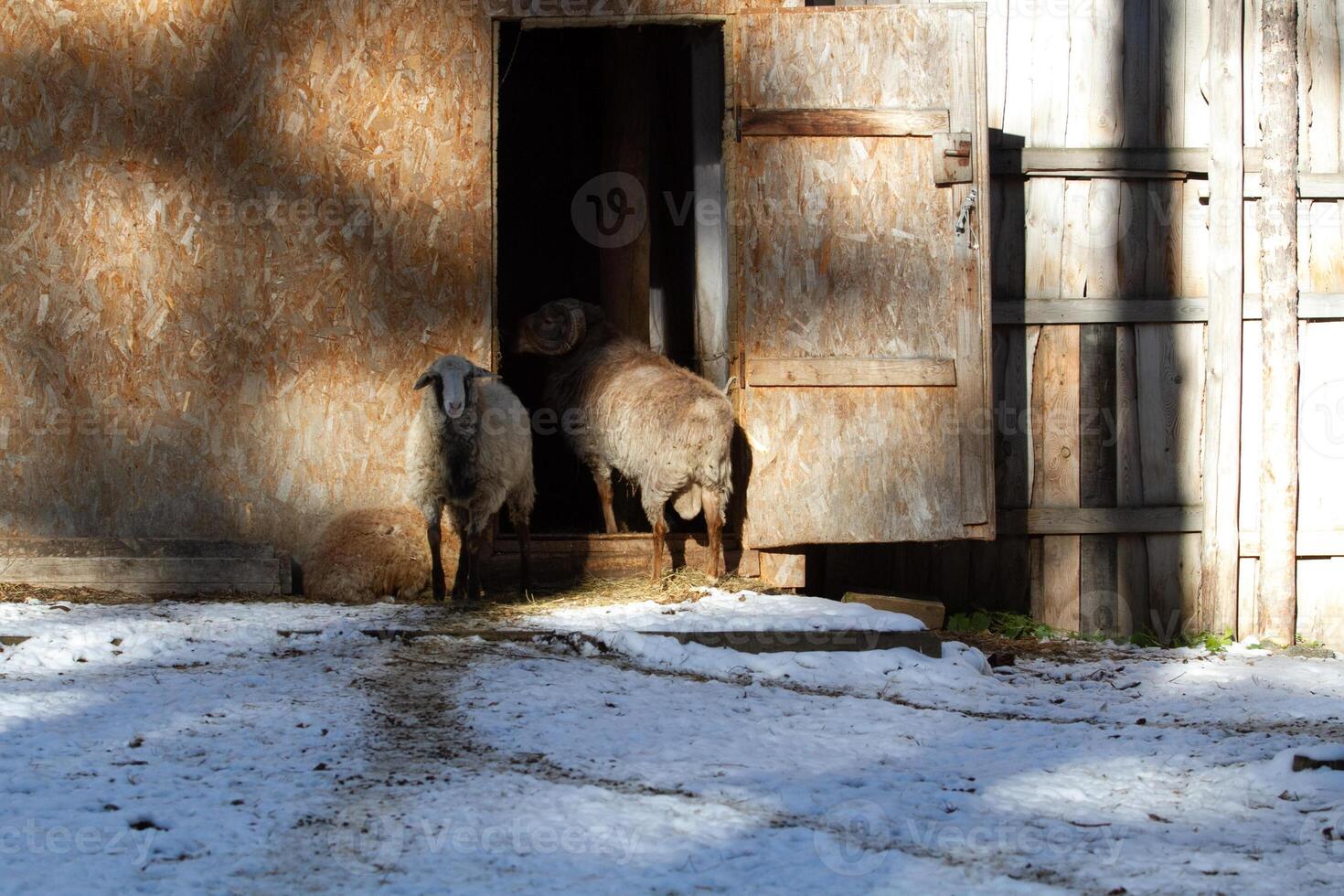 Two sheep standing in a doorway photo