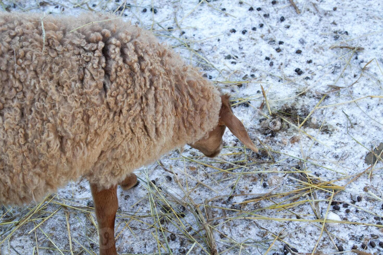 A sheep eating hay in the snow photo