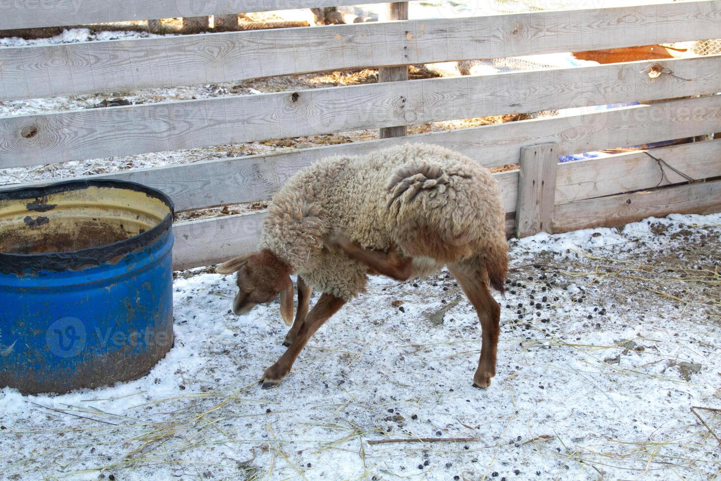 A sheep is bending down to pick up a rock photo