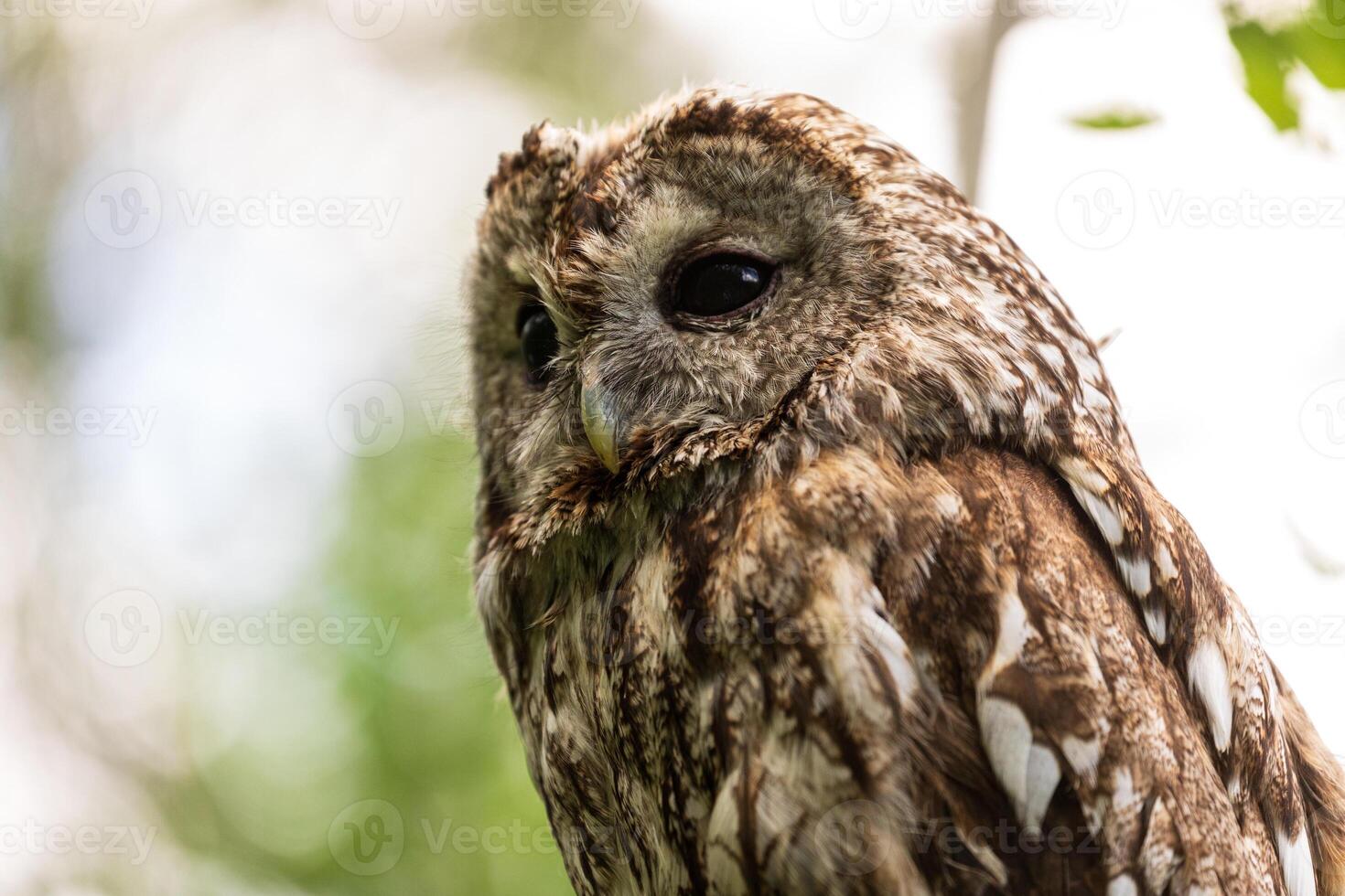 A close up of an owl sitting on a tree branch photo