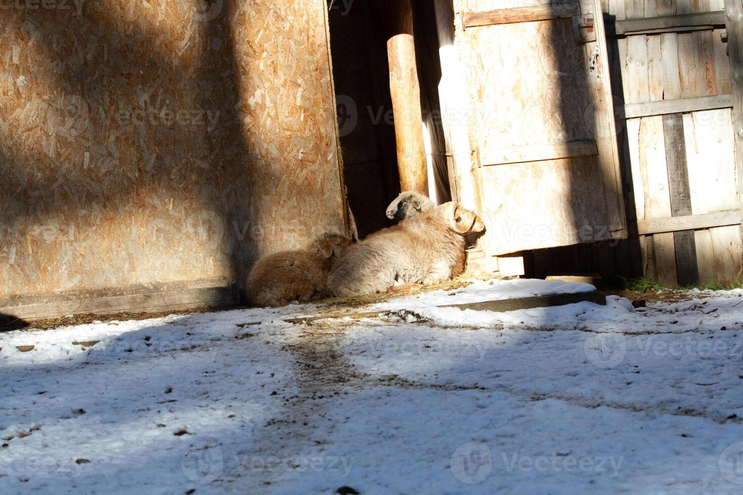 A couple of sheep laying down in the snow photo