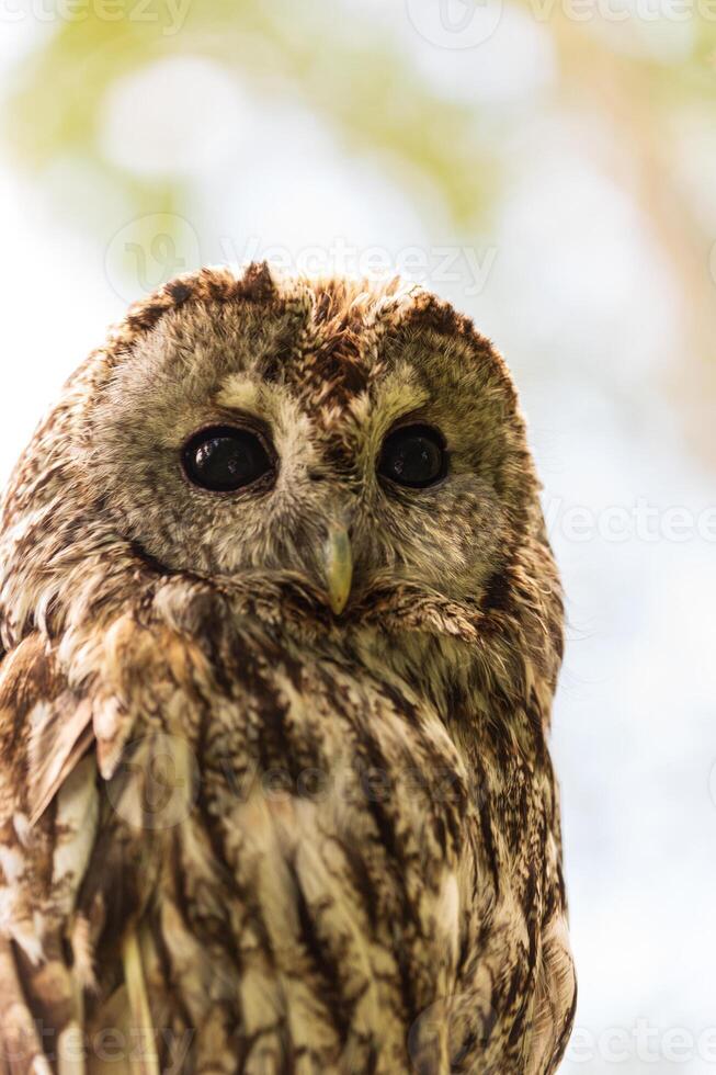 A close up of an owl sitting on a tree branch photo
