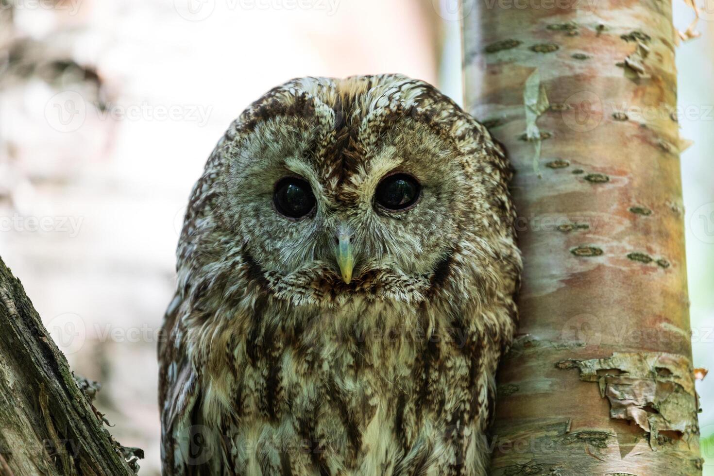 A close up of an owl sitting on a tree photo