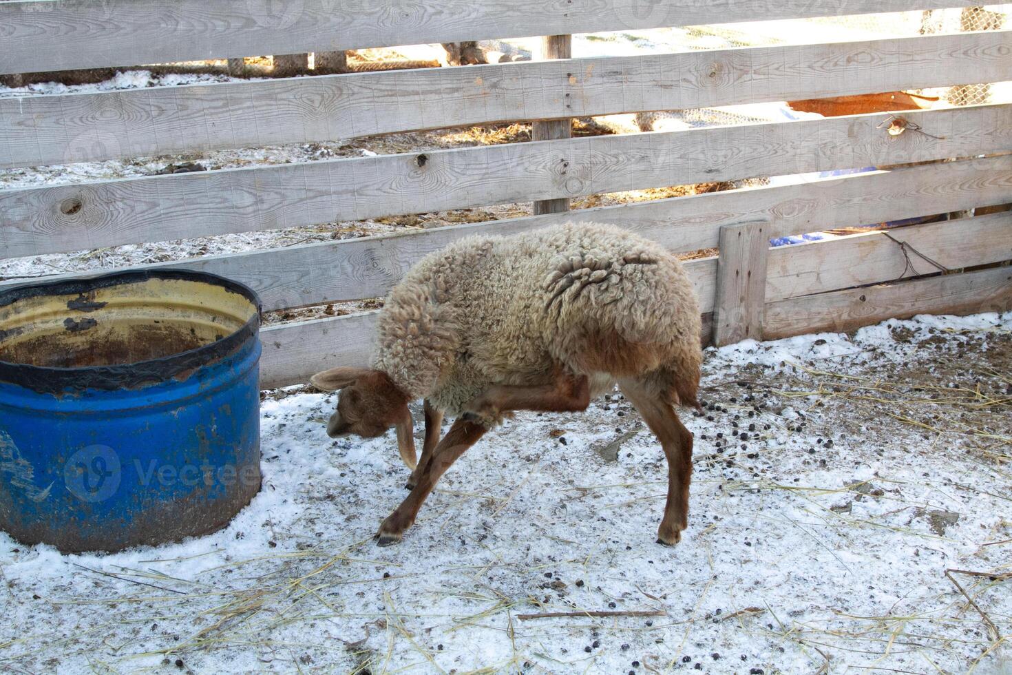 A sheep is standing in the snow photo