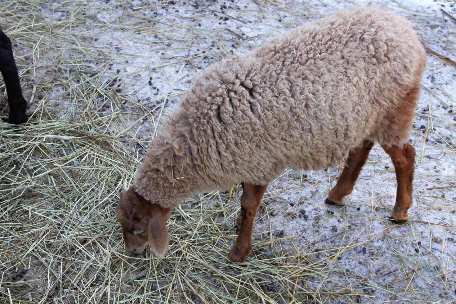 A sheep eating grass in a field photo