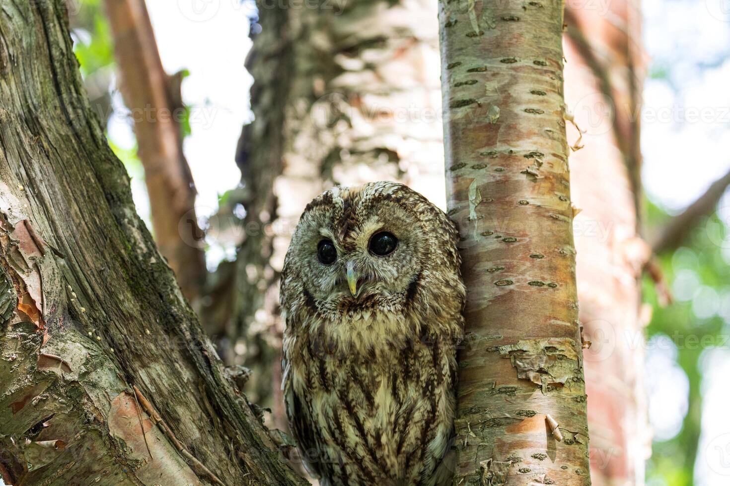 A small owl sitting on a tree branch photo
