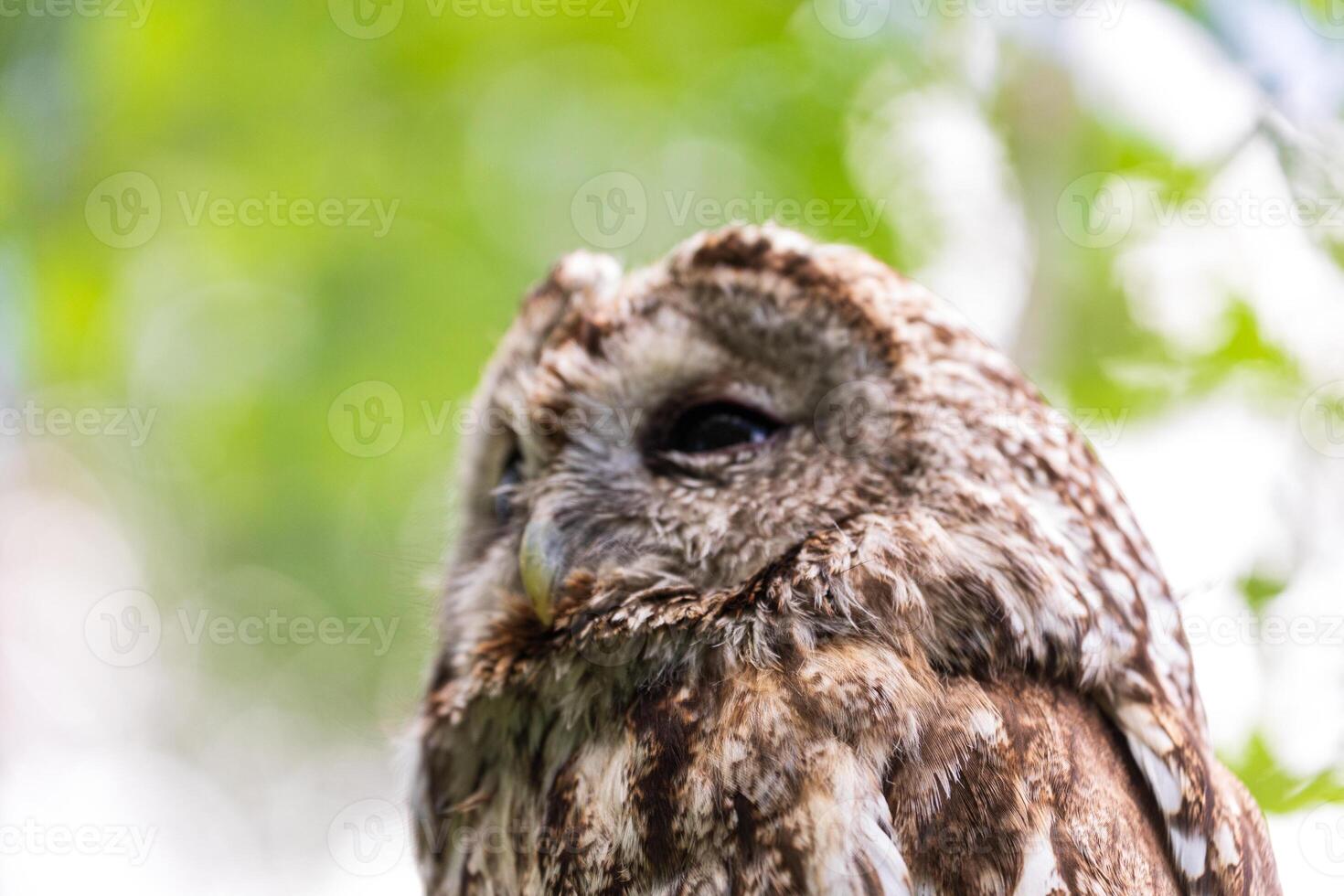 A close up of an owl with its eyes closed photo