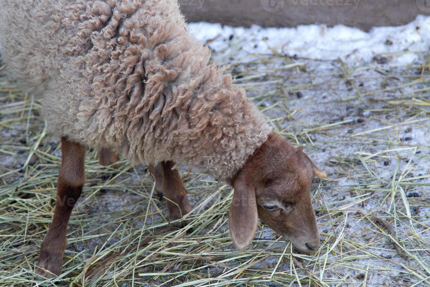 A sheep eating grass in a field photo