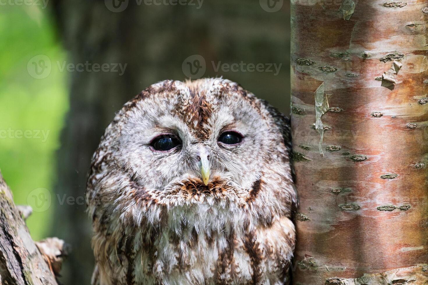 A close up of an owl looking at the camera photo