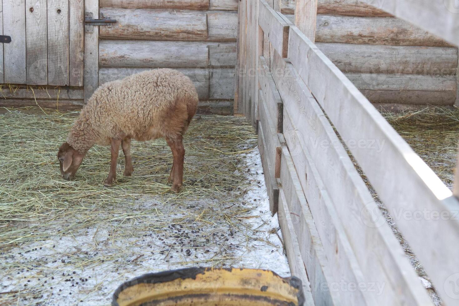 A sheep eating hay in a pen with a bucket photo