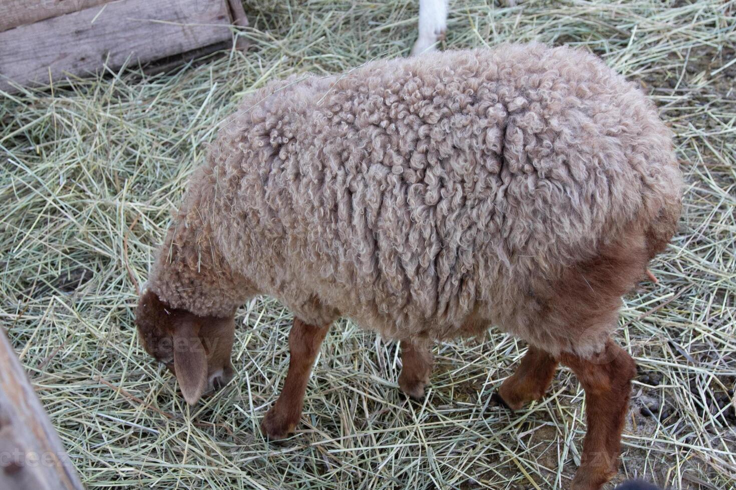 A sheep eating hay in a pen photo