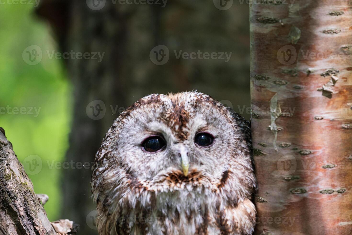 A small owl is sitting on a tree trunk photo