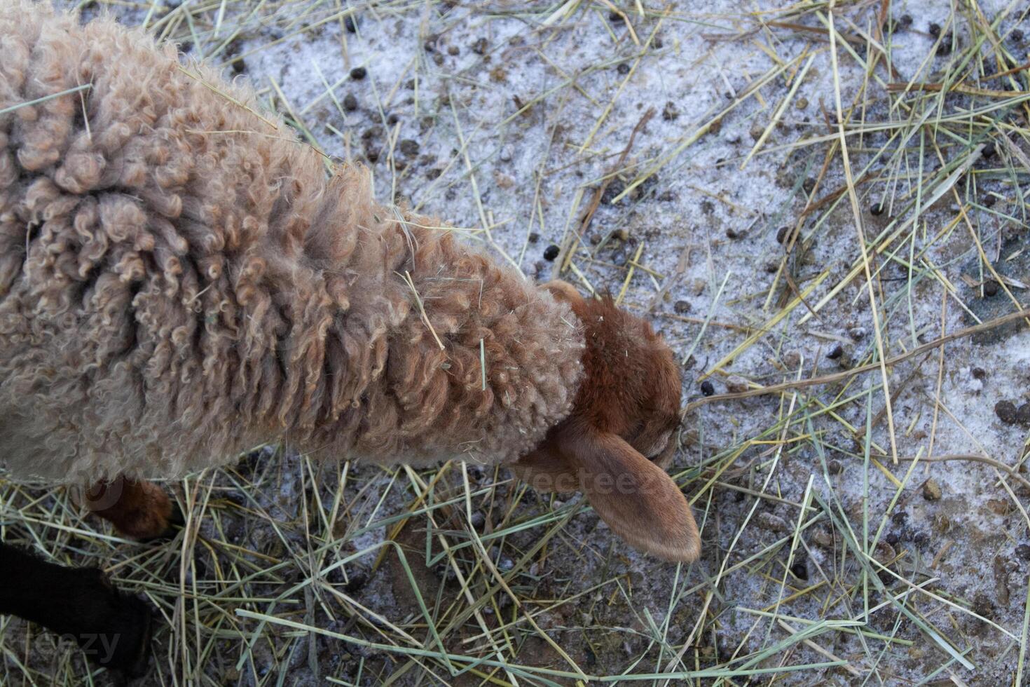 A sheep eating hay in a field photo
