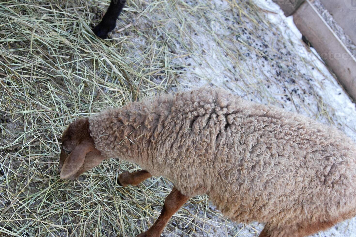 A sheep eating hay in a pen with a black sheep photo