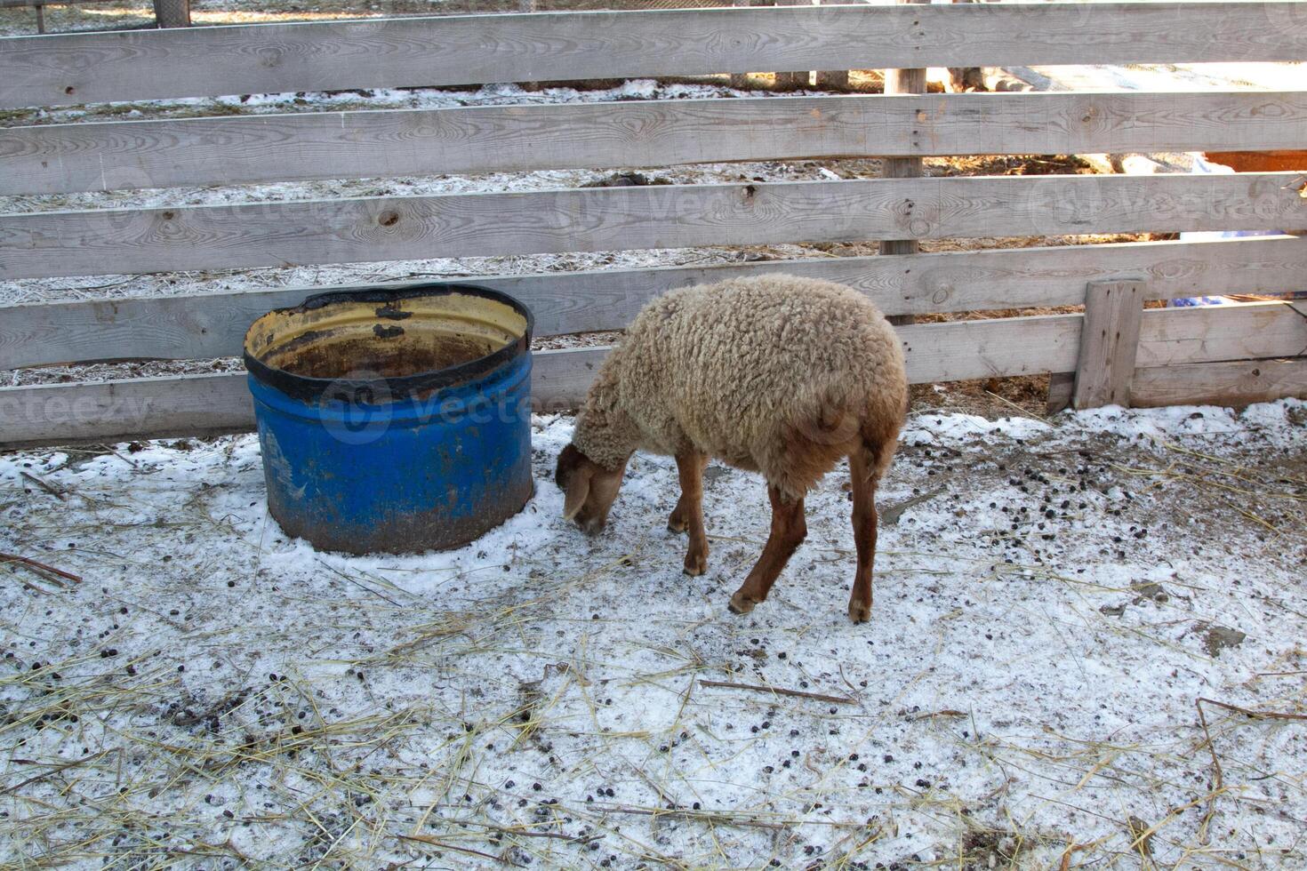 A sheep eating from a bucket in a fenced in area photo