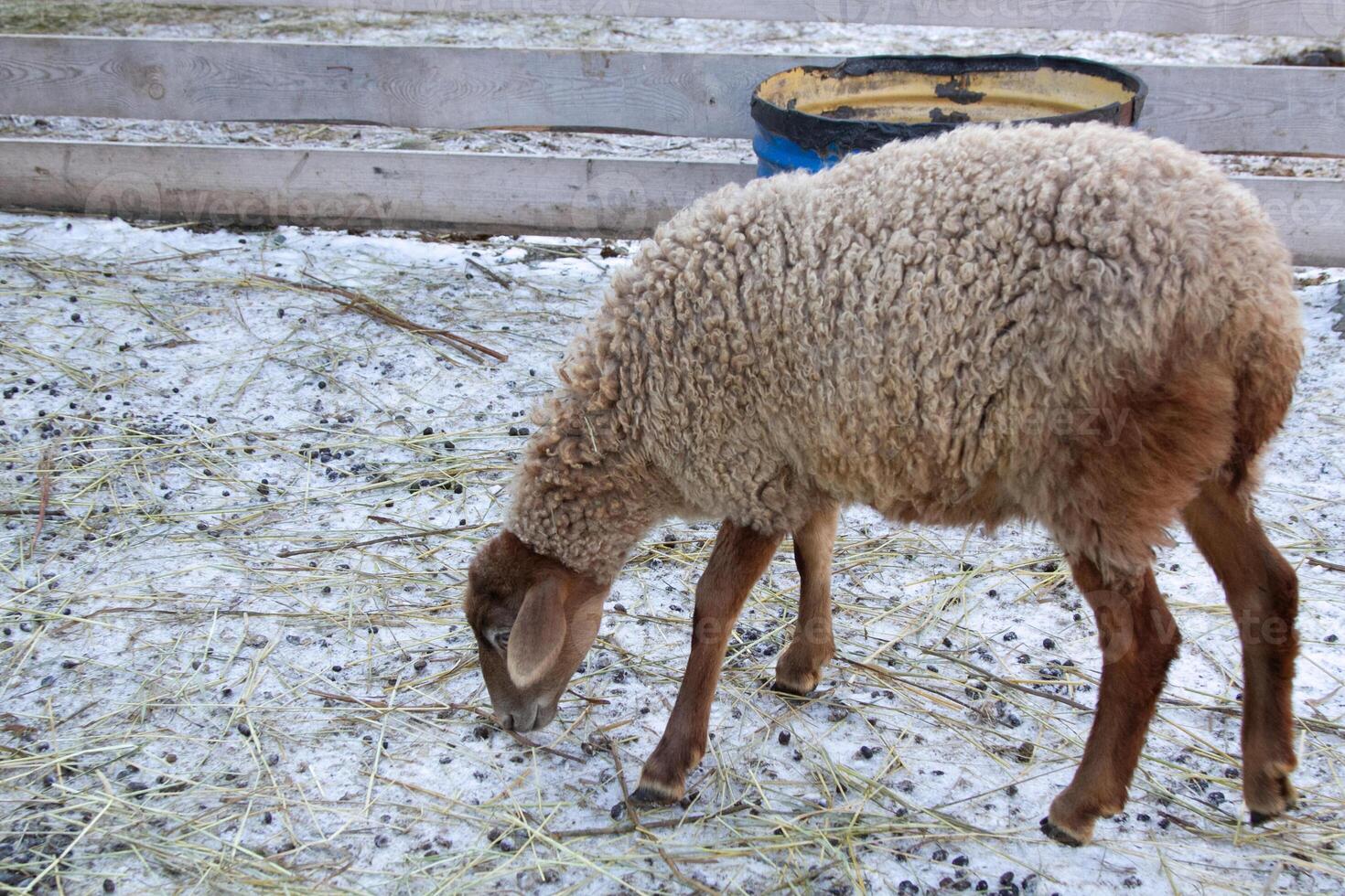 A sheep eating hay in a fenced in area photo