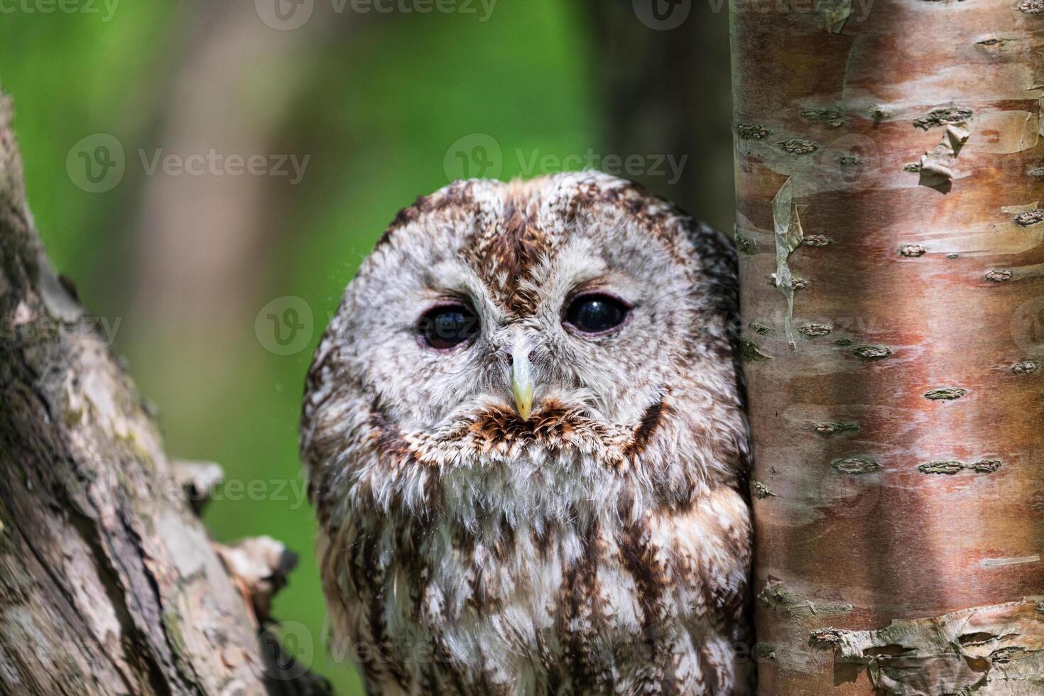 An owl is peeking out from behind a tree photo
