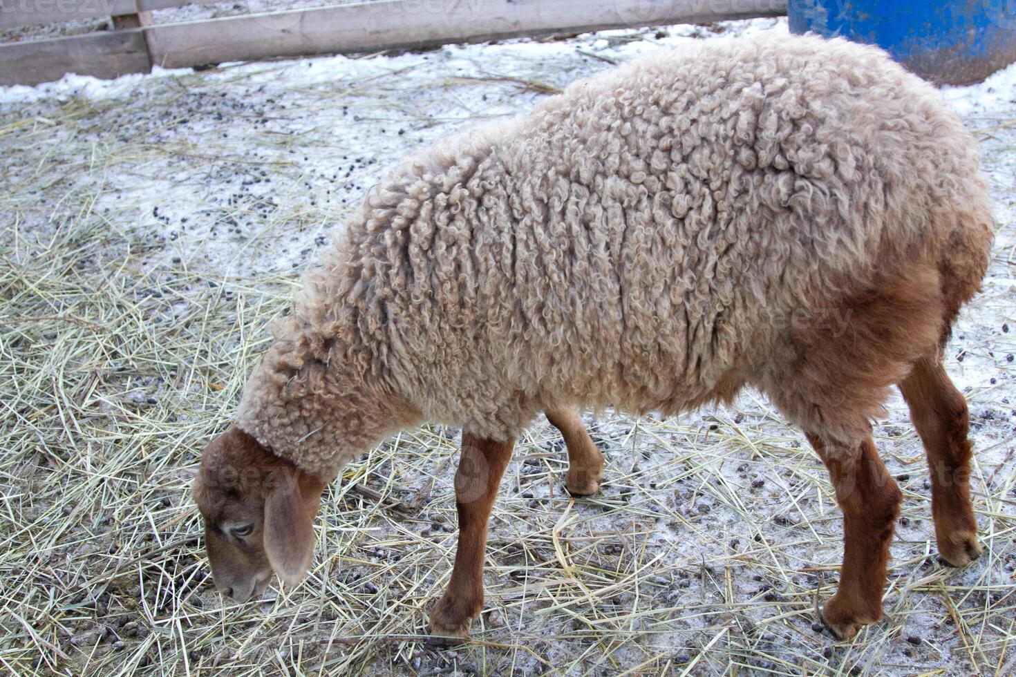 A sheep eating hay in a pen with snow on the ground photo