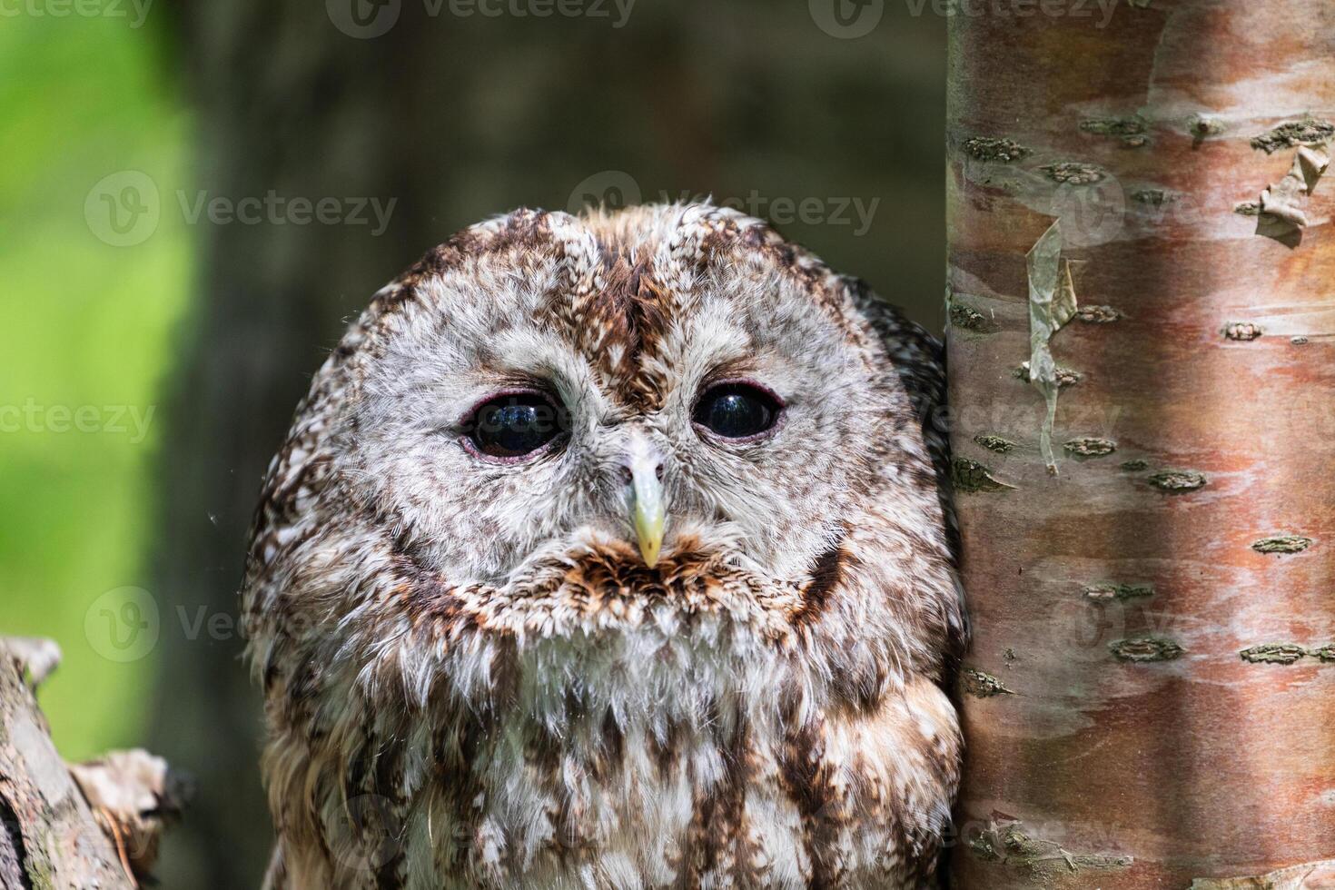 A close up of an owl sitting on a tree photo