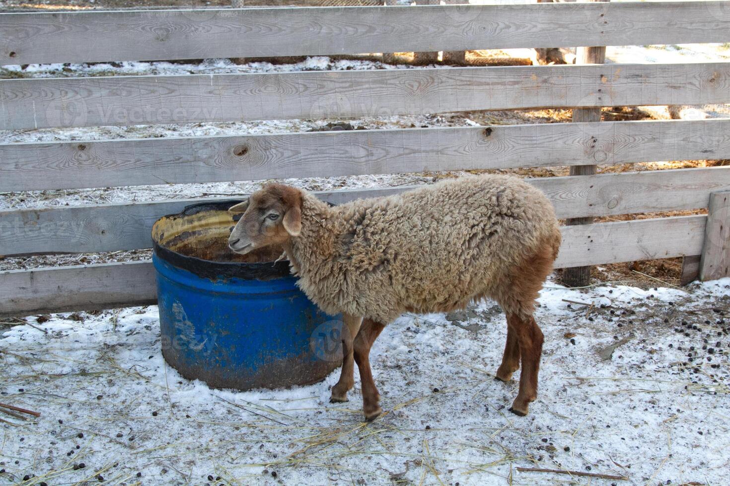 A sheep is standing next to a blue bucket photo
