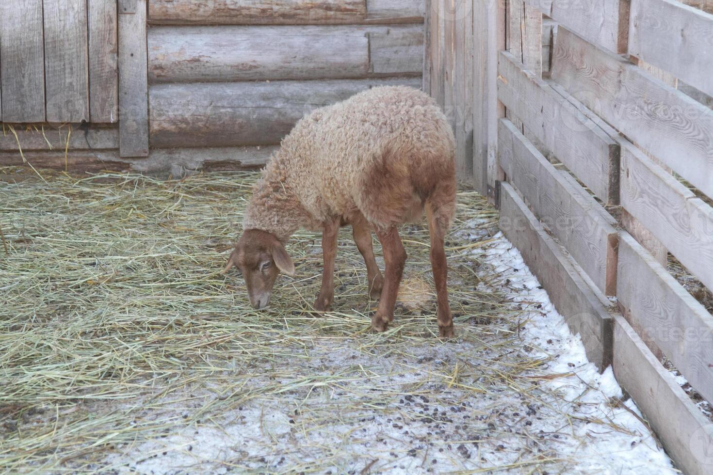 A sheep eating hay in a pen next to a wooden fence photo