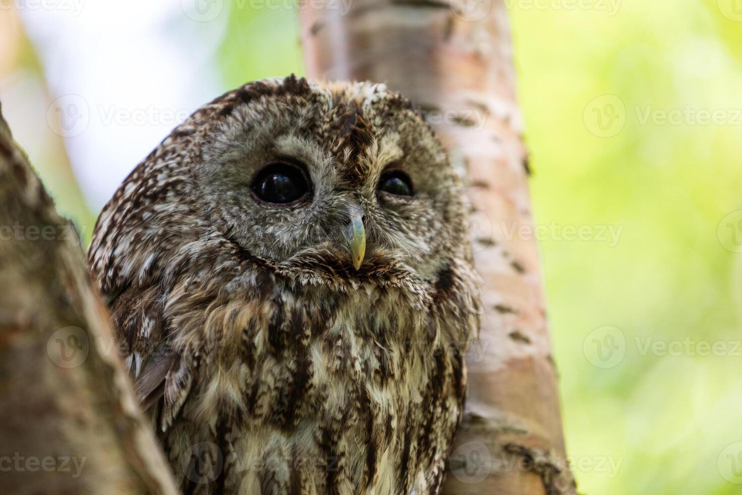A small owl is perched on a tree branch photo