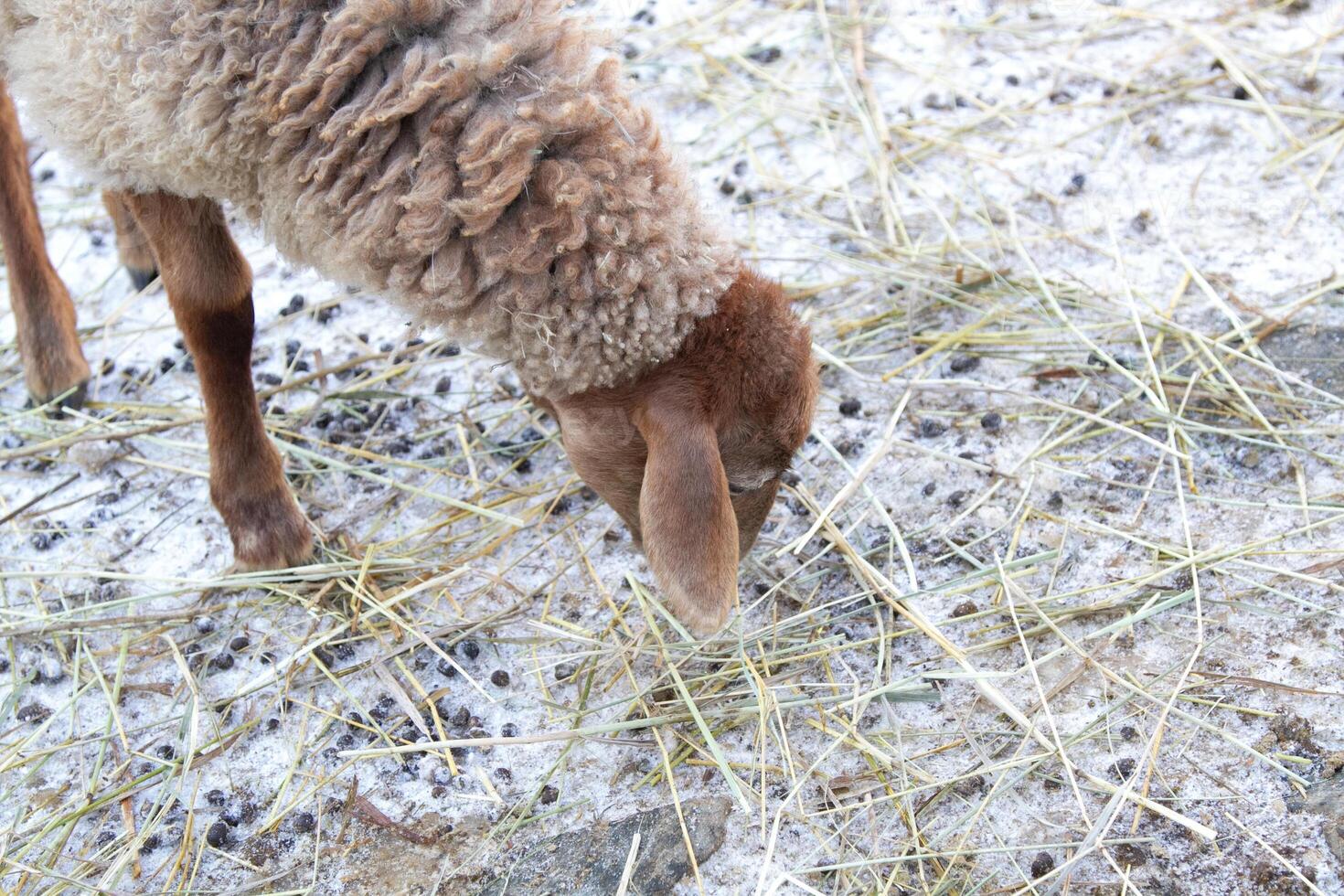 A sheep eating grass in a field photo