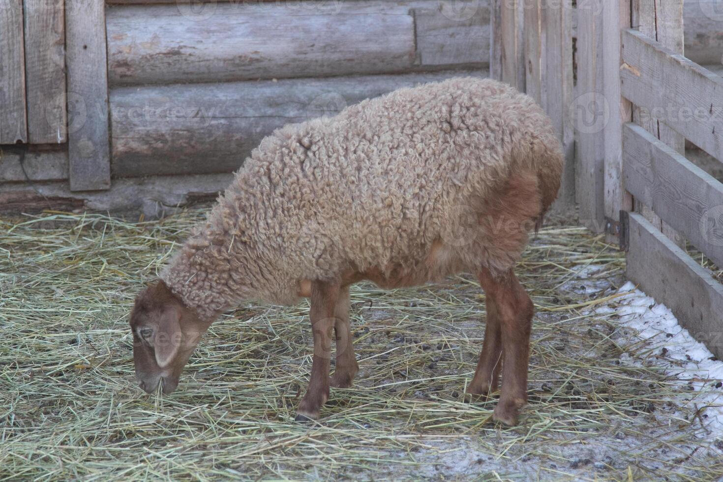 A sheep eating hay in a pen photo