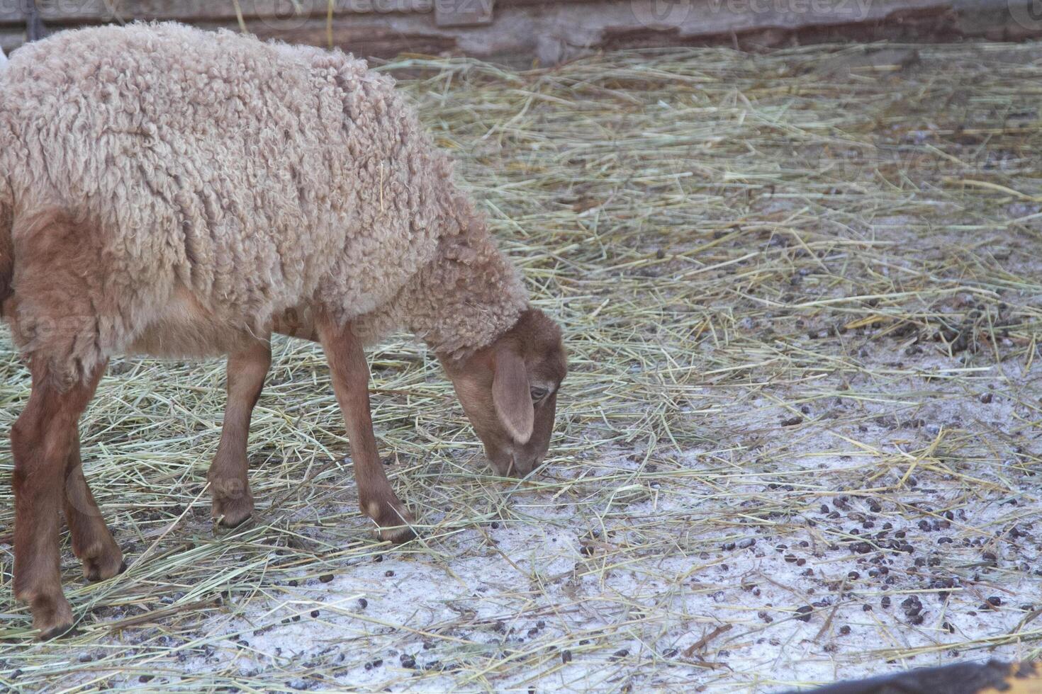A sheep eating hay in a pen photo