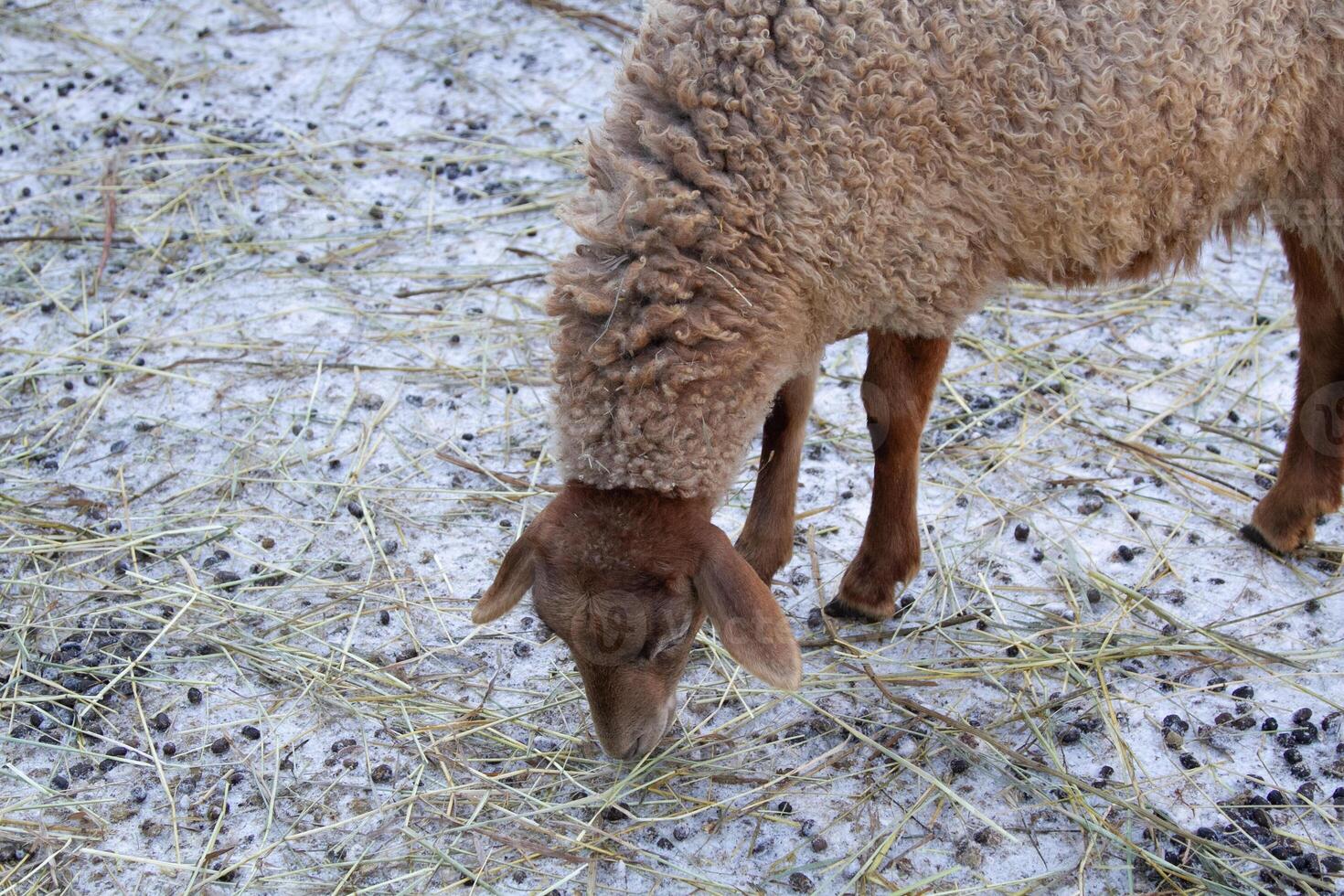 A sheep eating grass in a field photo