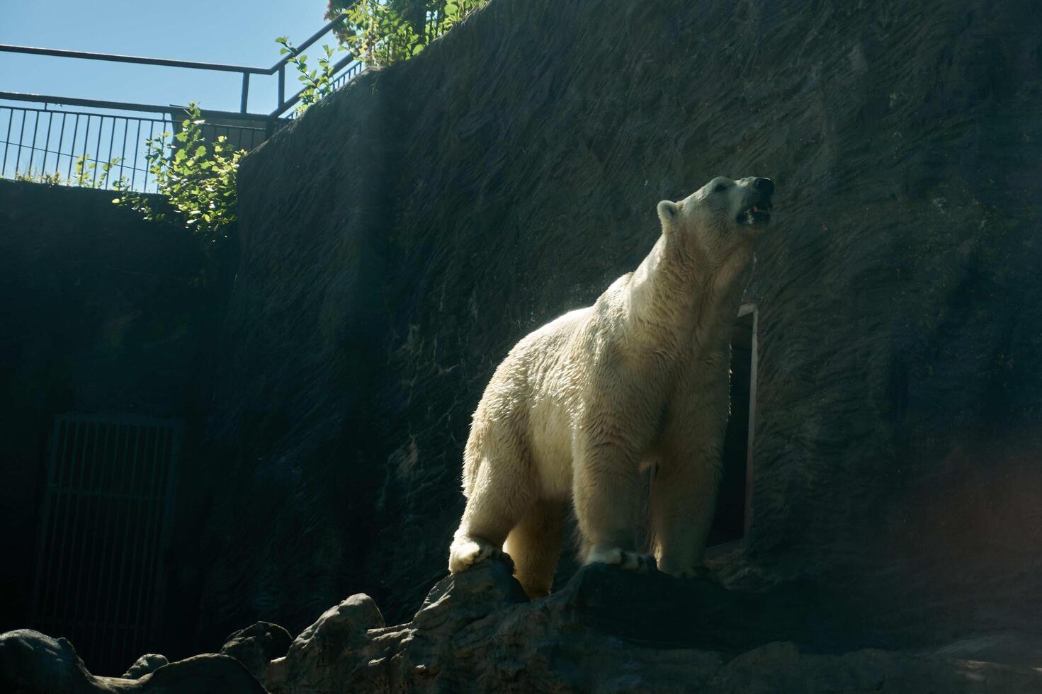 a polar bear in the Prague Zoo photo