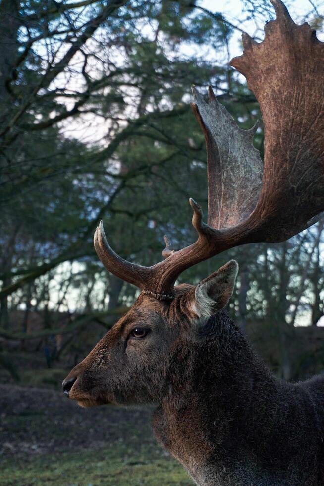 deer with big horns shot in profile in a coniferous forest photo