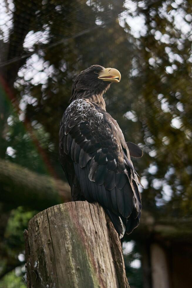 a mountain eagle sits proudly on a tree photo