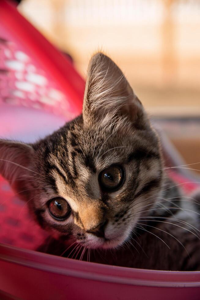 a small cat looks into the camera photo