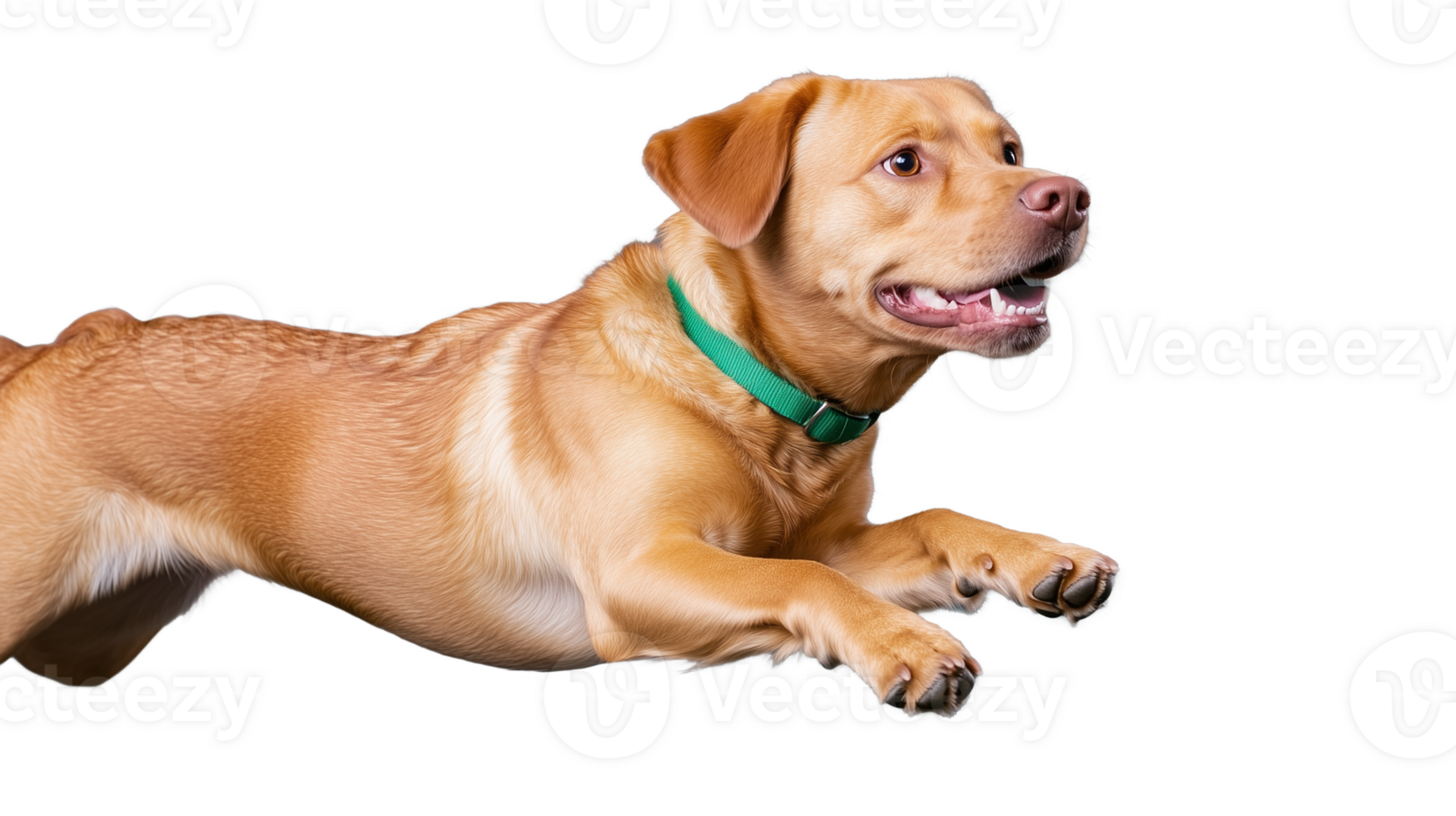 Playful Labrador Dog Jumping in Air with Transparent Background png