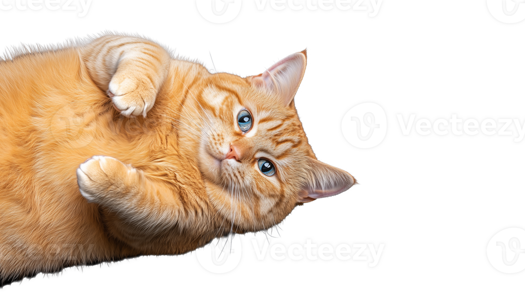 Playful orange cat lying on back with transparent background png
