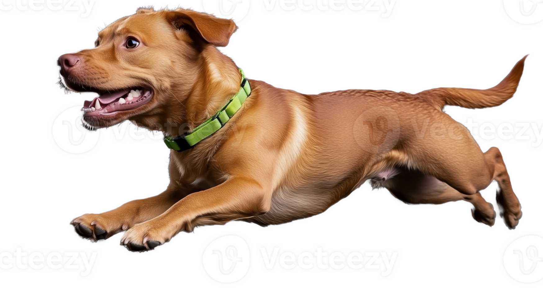 Energetic dog jumping in mid-air with transparent background png