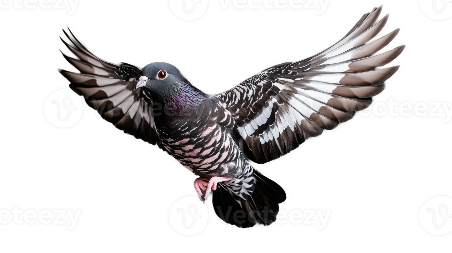Majestic pigeon in flight with transparent background showcasing vibrant feathers png