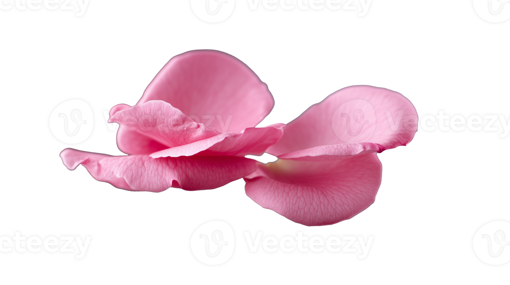 Delicate pink rose petals on transparent background for elegant designs png