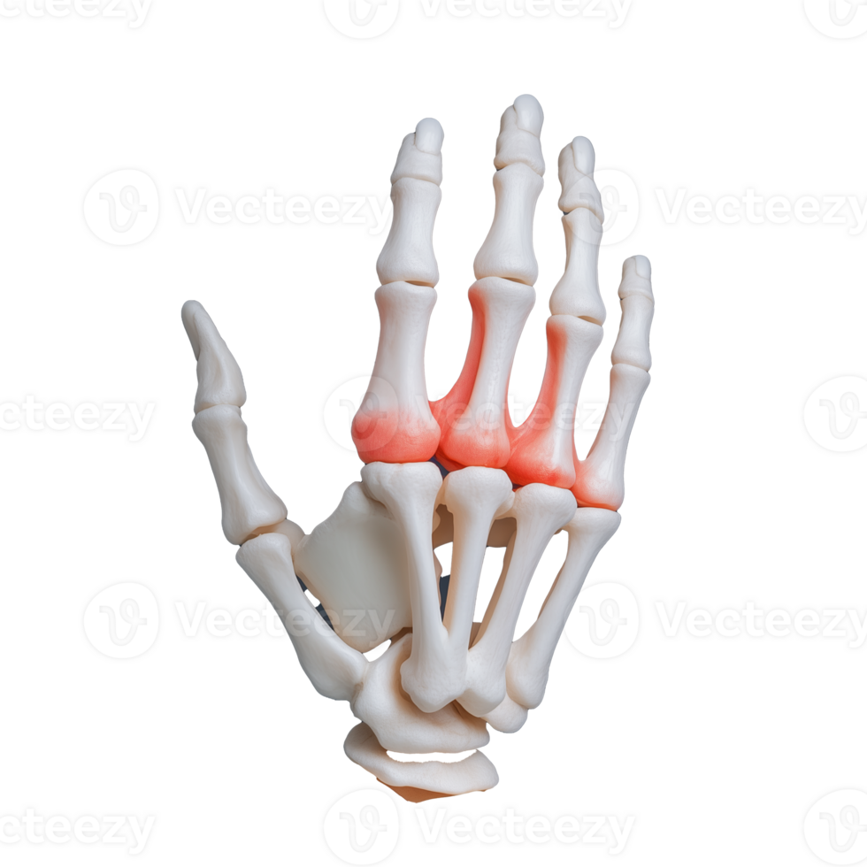 Anatomically Accurate Human Hand Skeleton Model on Transparent Background png