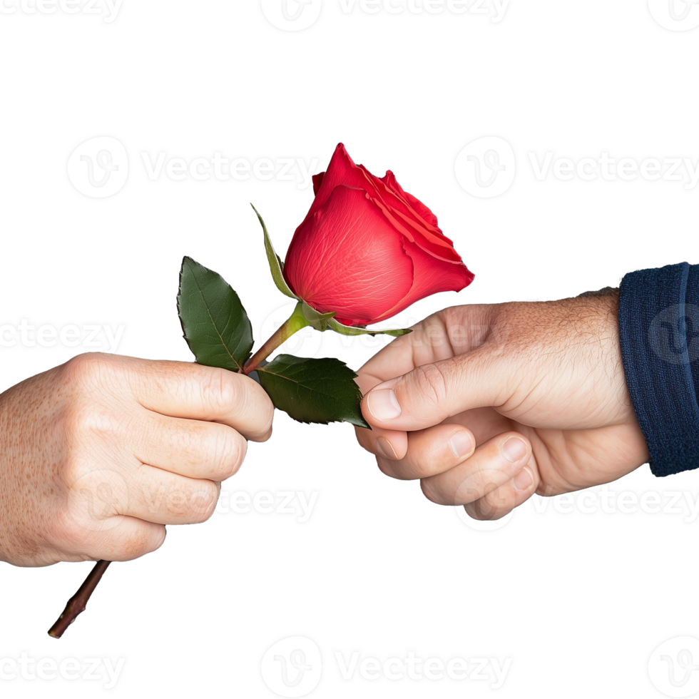 Hands exchanging a rose with transparent background showcasing love and connection png