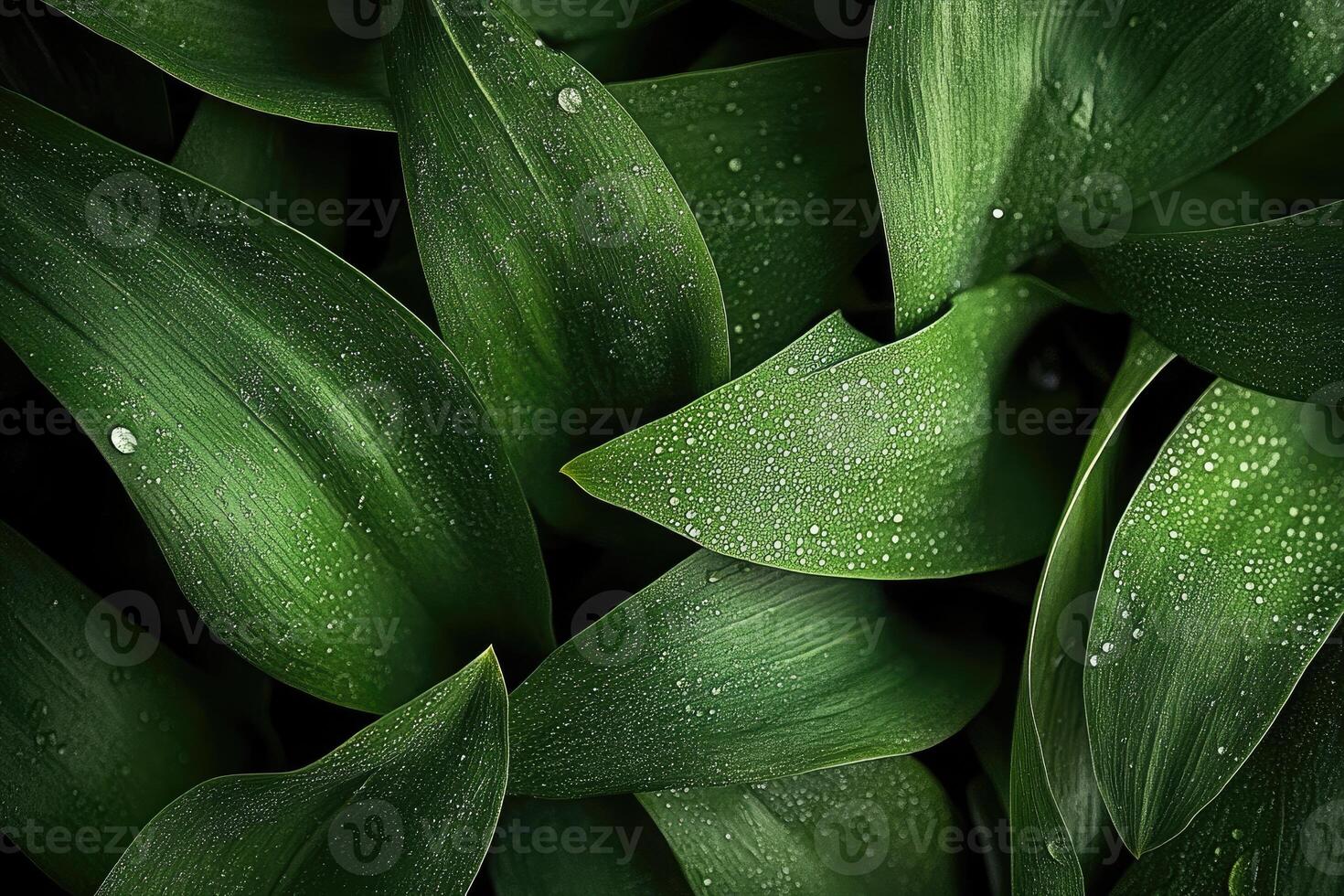 Lush Green Leaves with Dew Drops Nature Background photo