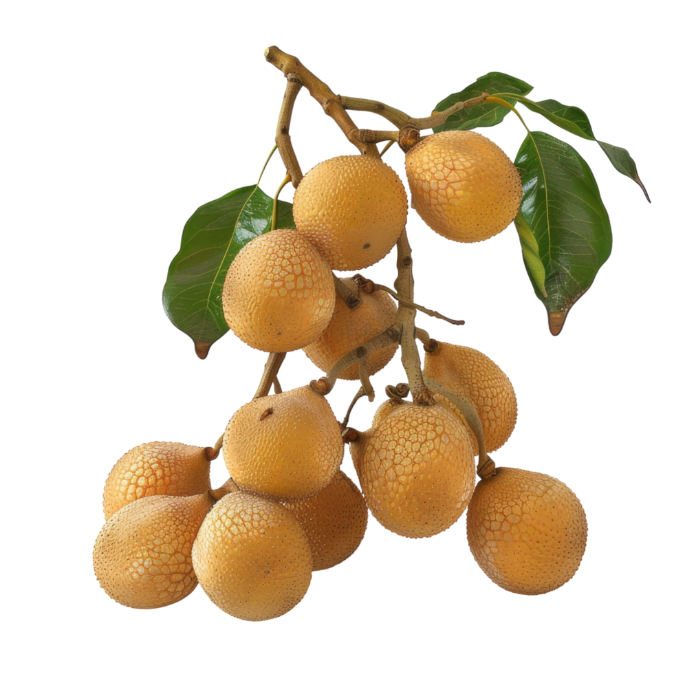 Longan transparent background png