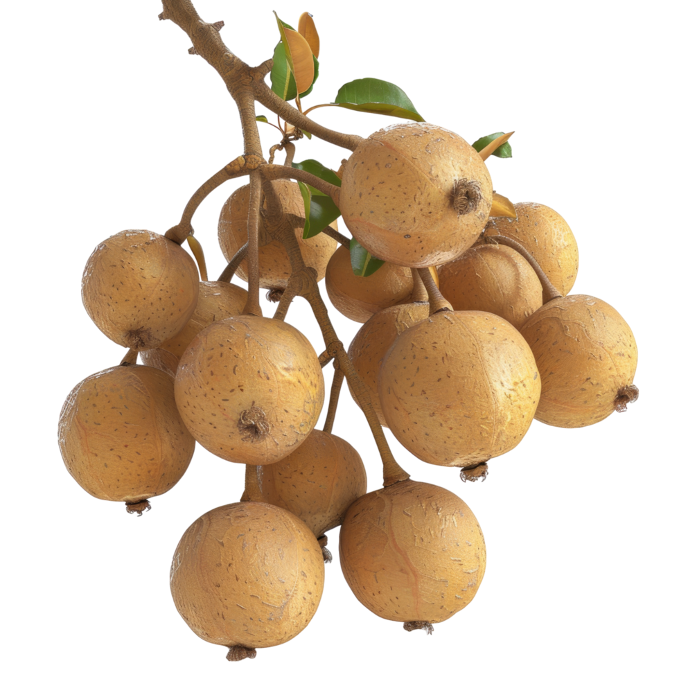 Longan transparent background png