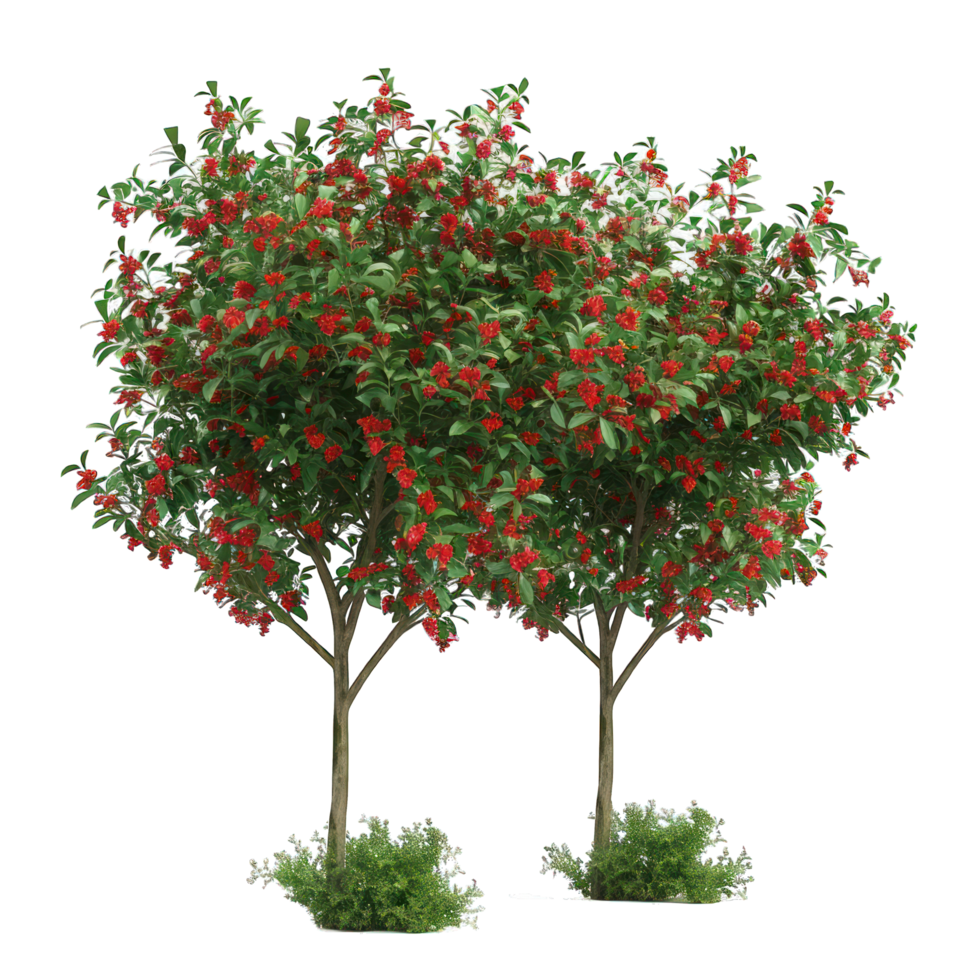 Trees with red flowers transparent background png