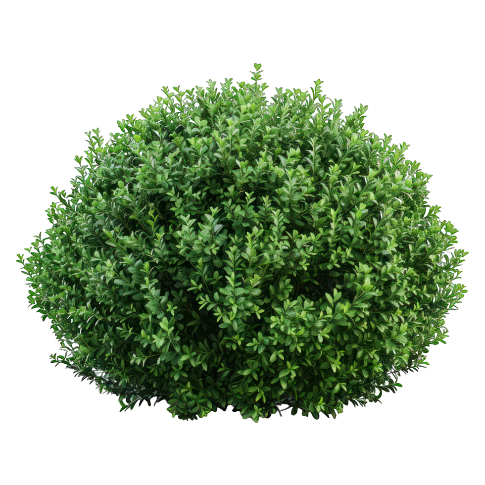 Green plant transparent background png